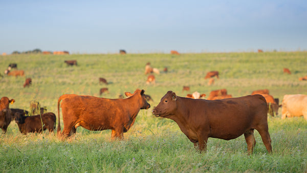 Why Hungry Herd Switched to Grass-Fed Beef and Free-Range Meat