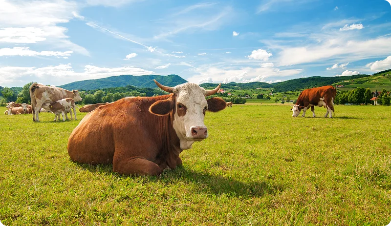 Regenerative Farming